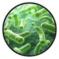 Lactobacillus plantarum (UALp-05)