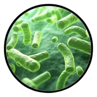 LACTOBACILLUS PLANTARUM