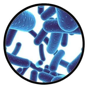 Lactobacillus rhamnosus (UALr-06)
