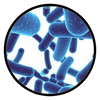 LACTOBACILLUS RHAMNOSUS (UALr-06)