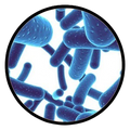 Lactobacillus rhamnosus (UALr-06)