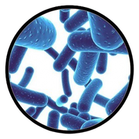 LACTOBACILLUS RHAMNOSUS