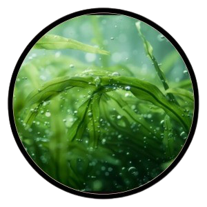Spirulina (Arthrospira platensis) whole plant