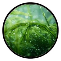Spirulina