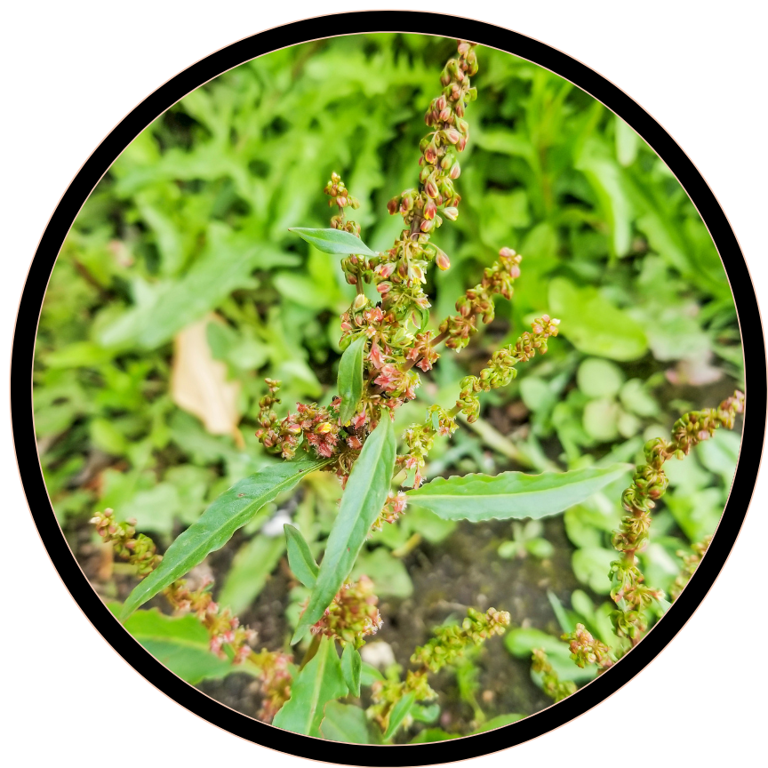 Yellow dock (Rumex crispus)