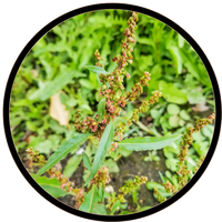 Yellow Dock Root