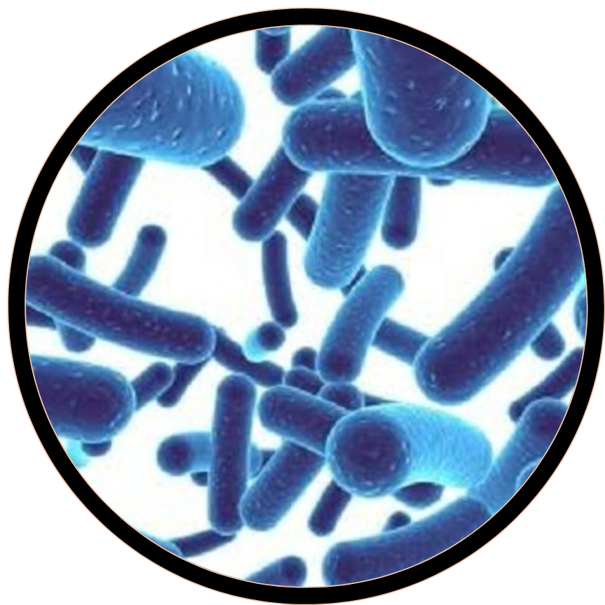 Bifidobacterium lactis