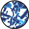 Bifidobacterium lactis Bl-04
