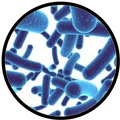 Bifidobacterium lactis