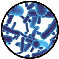 Bifidobacterium lactis