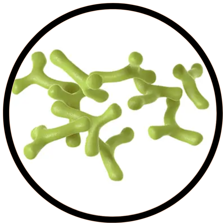 Bifidobacterium longum