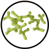 Bifidobacterium longum BB536