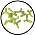 Bifidobacterium longum