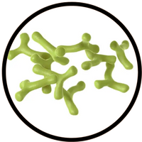 Bifidobacterium longum
