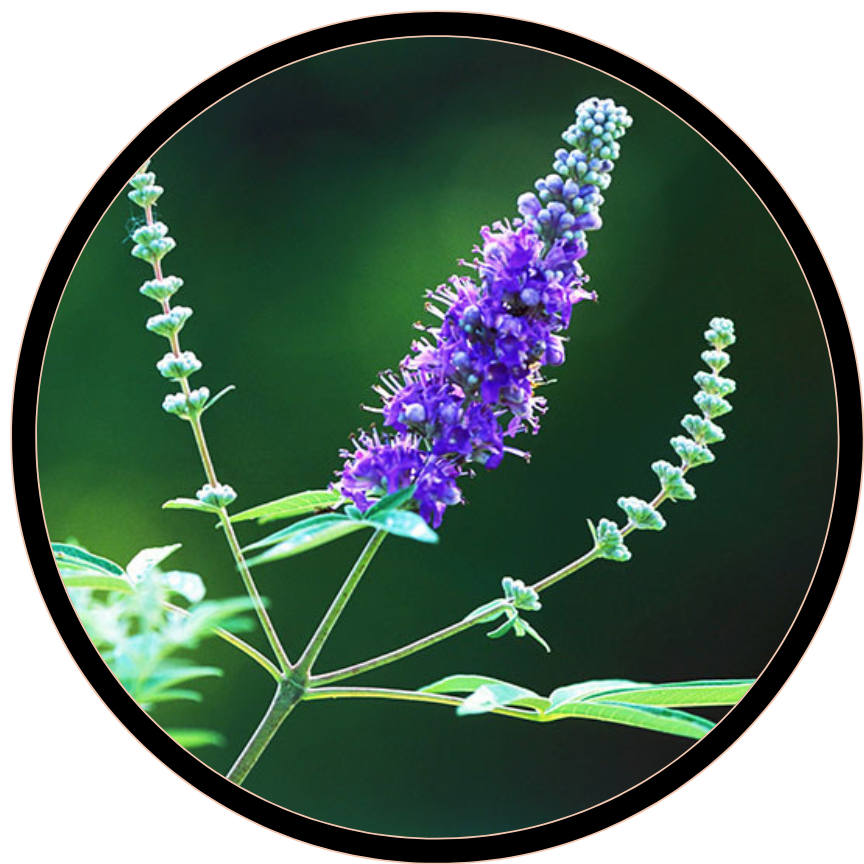 Chastetree (Vitex agnus-castus) berry
