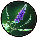 Chastetree (Vitex agnus-castus) berry