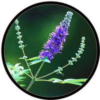 Chastetree Berry