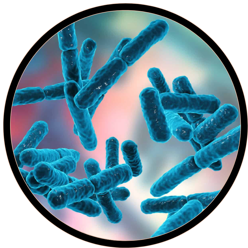 Lactobacillus acidophilus