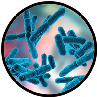 Lactobacillus acidophilus