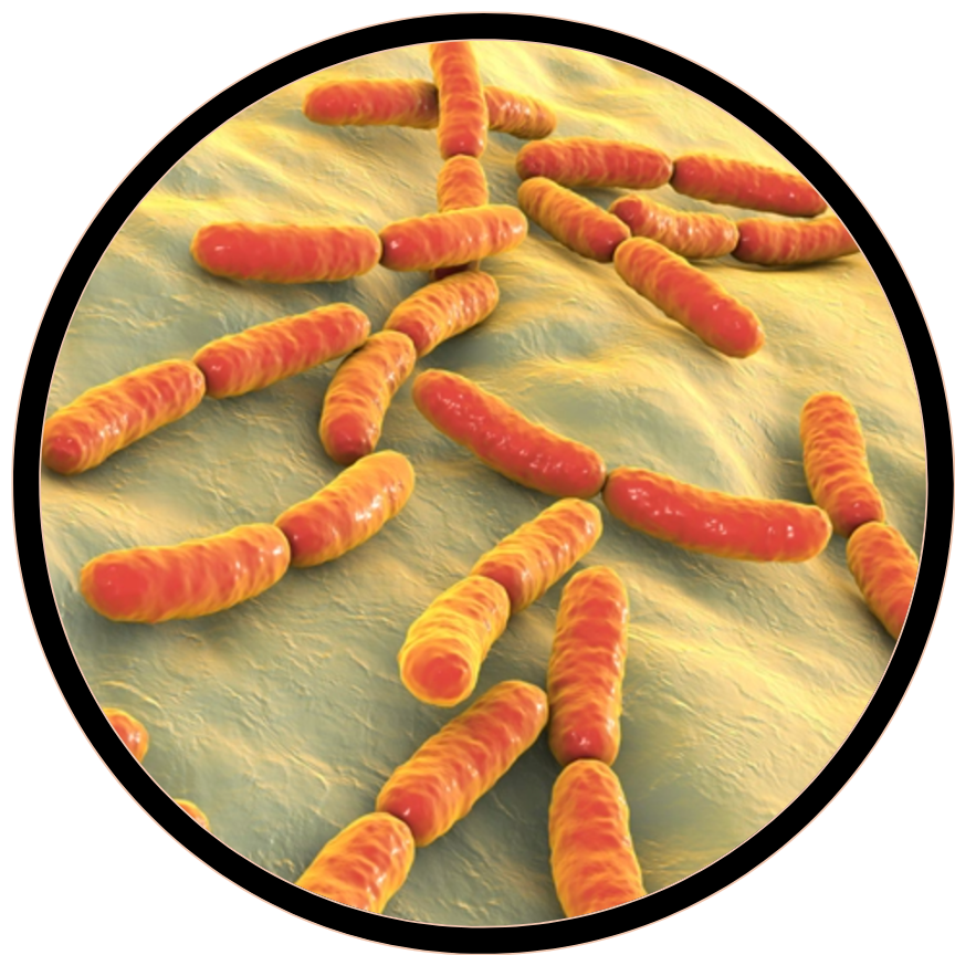 Lactobacillus paracasei