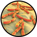 Lactobacillus paracasei