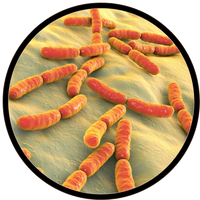 Lactobacillus paracasei
