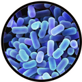 Lactobacillus plantarum