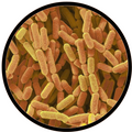 Lactobacillus rhamnosus